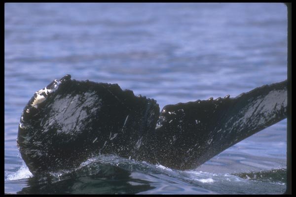 106076 Humpback Whale Sounding (Tail Flukes) A4 Photo Print