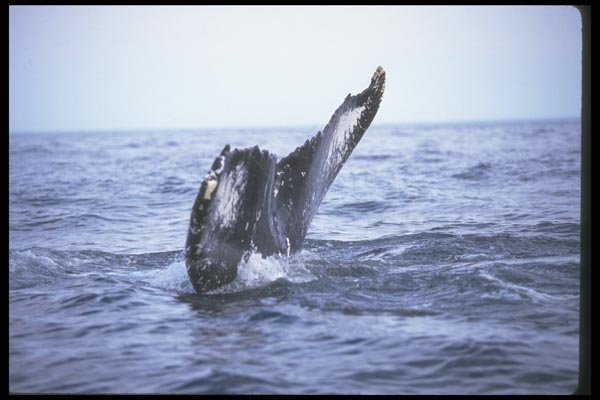 106077 Humpback Whale Sounding (Tail Flukes) A4 Photo Print