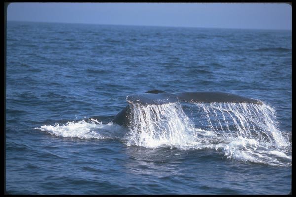 106078 Humpback Whale Sounding (Tail Flukes) A4 Photo Print