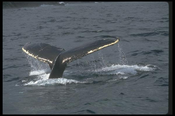 106079 Humpback Whale Sounding (Tail Flukes) Glistening A4 Photo Print