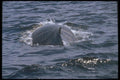 106080 Humpback Whale Glistening In Water A4 Photo Print