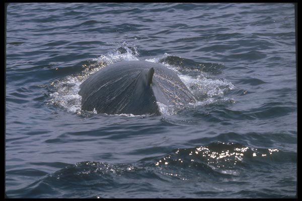 106080 Humpback Whale Glistening In Water A4 Photo Print
