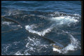 106081 Humpback Whale Sounding (Tail Flukes) A4 Photo Print