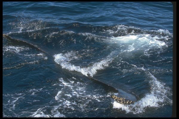 106081 Humpback Whale Sounding (Tail Flukes) A4 Photo Print