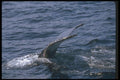106082 Humpback Whale Sounding (Tail Flukes) A4 Photo Print