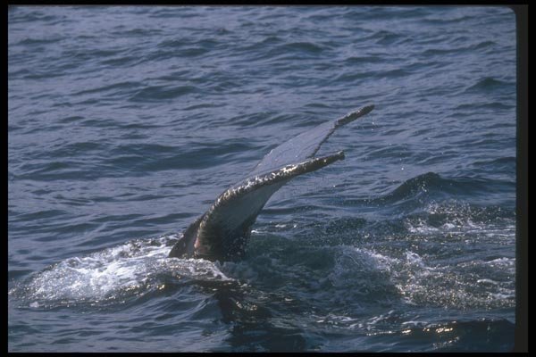106082 Humpback Whale Sounding (Tail Flukes) A4 Photo Print