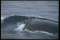 106083 Humpback Whale (Head Shot) A4 Photo Print