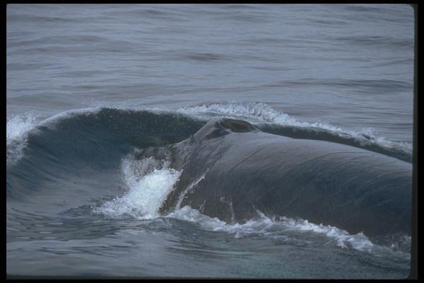 106083 Humpback Whale (Head Shot) A4 Photo Print
