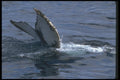 106084 Humpback Whale Sounding (Tail Flukes) A4 Photo Print
