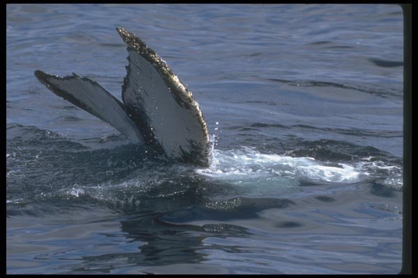 106084 Humpback Whale Sounding (Tail Flukes) A4 Photo Print