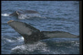 106085 Humpback Whale Pair A4 Photo Print