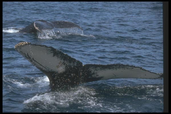106085 Humpback Whale Pair A4 Photo Print