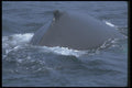 106086 Humpback Whale In Fog A4 Photo Print