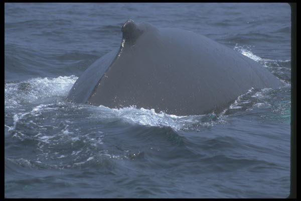106086 Humpback Whale In Fog A4 Photo Print