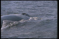 106087 Humpback Whale Blow Hole A4 Photo Print