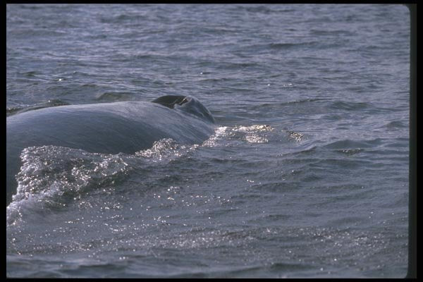 106087 Humpback Whale Blow Hole A4 Photo Print