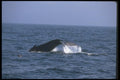 106088 Humpback Whale Sounding (Tail Flukes) A4 Photo Print