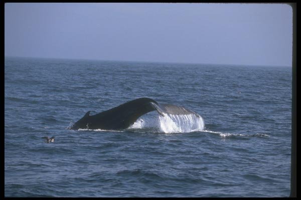 106088 Humpback Whale Sounding (Tail Flukes) A4 Photo Print