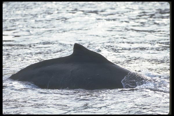 106089 Humpback Whale A4 Photo Print