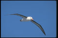 106090 Black Browed Albatross In Flight A4 Photo Print