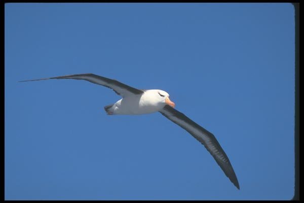 106090 Black Browed Albatross In Flight A4 Photo Print