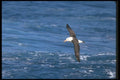 106091 Black Browed Albatross In Flight A4 Photo Print