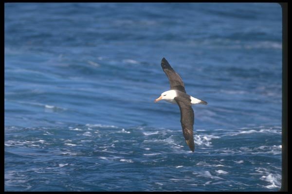 106091 Black Browed Albatross In Flight A4 Photo Print