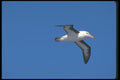 106092 Black Browed Albatross In Flight A4 Photo Print