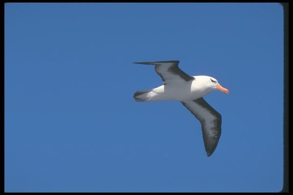 106092 Black Browed Albatross In Flight A4 Photo Print