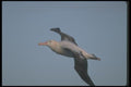 106093 Wandering Albatross In Flight A4 Photo Print