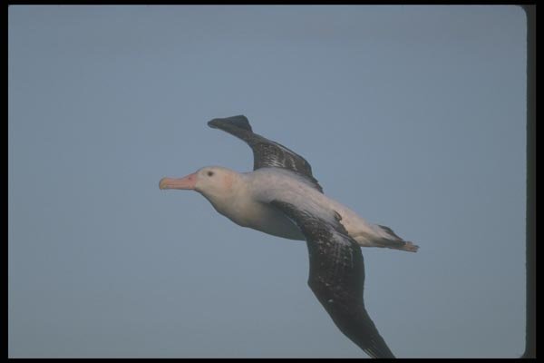 106093 Wandering Albatross In Flight A4 Photo Print