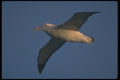 106094 Wandering Albatross In Flight A4 Photo Print