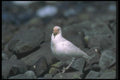 106095 American Sheathbill A4 Photo Print