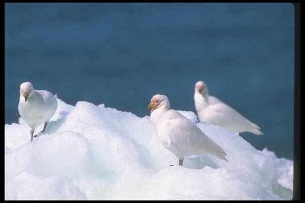 106096 American Sheathbills A4 Photo Print