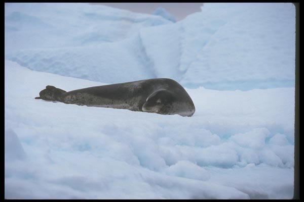 106097 Leopard Seal A4 Photo Print
