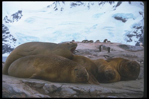 106098 Southern Elephant Seals A4 Photo Print