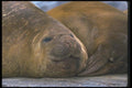 106099 Southern Elephant Seals A4 Photo Print