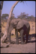 107000 African Elephant Scratching A4 Photo Print