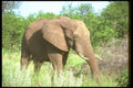 107001 African Elephant Bull Feeding A4 Photo Print