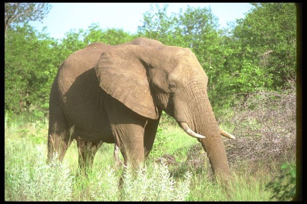 107001 African Elephant Bull Feeding A4 Photo Print