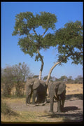 107002 African Elephants A4 Photo Print