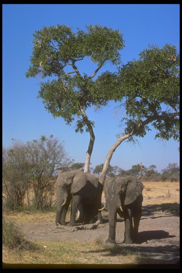 107002 African Elephants A4 Photo Print