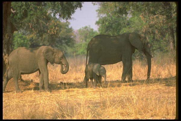 107003 African Elephants With Small Calf A4 Photo Print