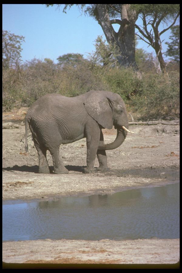 107004 African Elephant Bathing A4 Photo Print