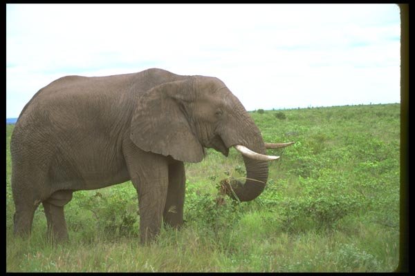 107005 African Elephant Feeding A4 Photo Print