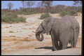 107006 African Elephant Drinking A4 Photo Print
