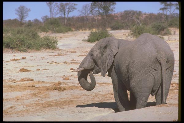 107006 African Elephant Drinking A4 Photo Print