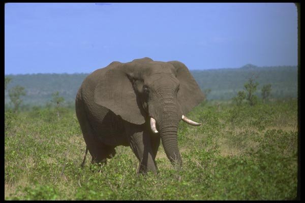 107007 African Elephant Bull A4 Photo Print