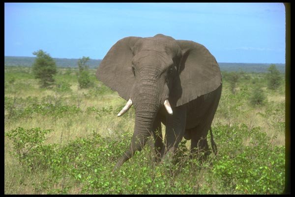 107008 African Elephant A4 Photo Print