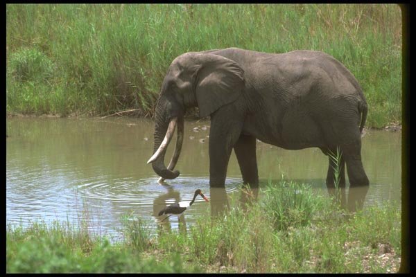 107009 African Elephant Huge Bull In River A4 Photo Print